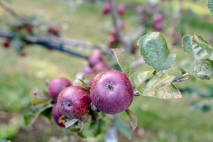 ontap david-white-heirloom-apple