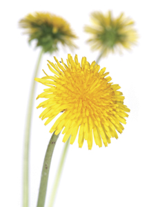 on-tap_dandelions_216x300