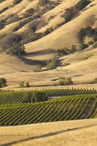 ontap guide-to-Paso-Robles