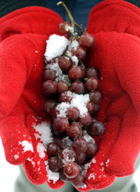 ontap_w_icewine_200x274