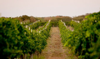 ontap w texas-wine-scene