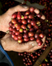 2009_CoffeeBerries_76x96
