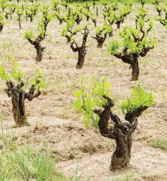 wine-turley-dry-farmed-verticalish-crdt carolyn fong