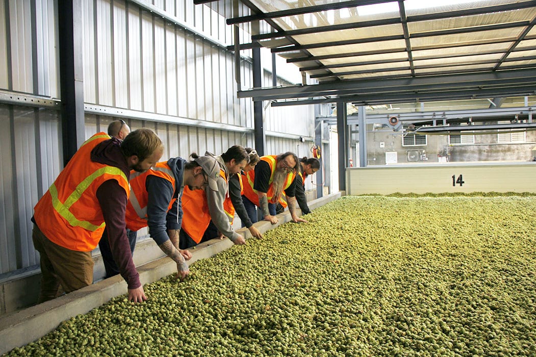 The Magic of Hop Harvest Imbibe Magazine