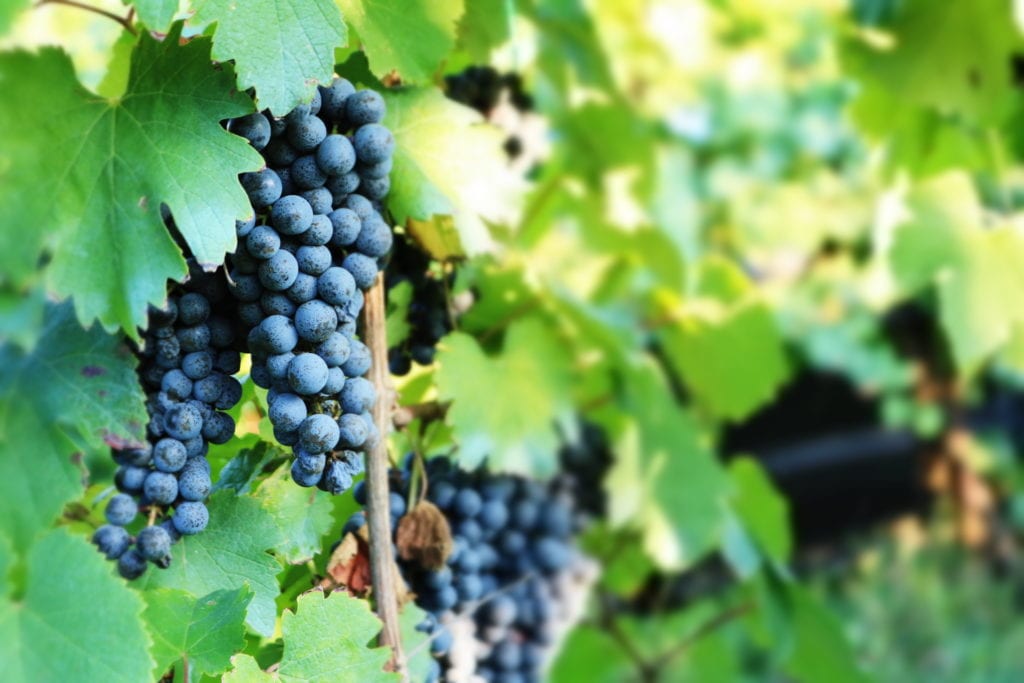 lambrusco