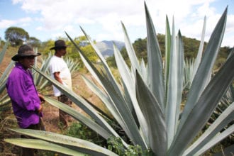 mezcal field blends