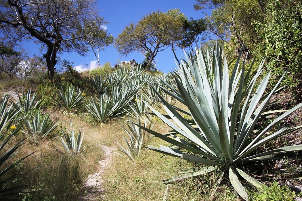 mezcal field blends
