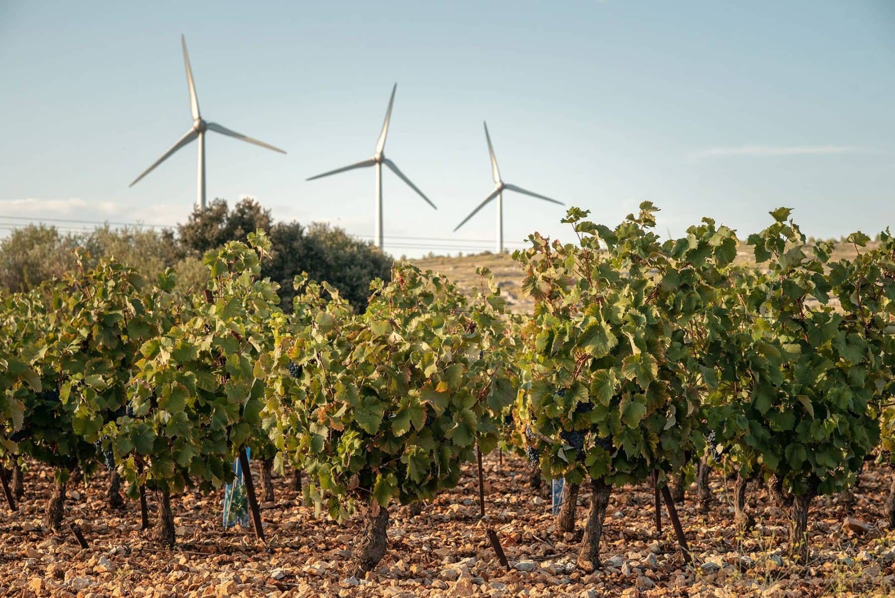 Languedoc Wines Drinks Atlas Imbibe Magazine