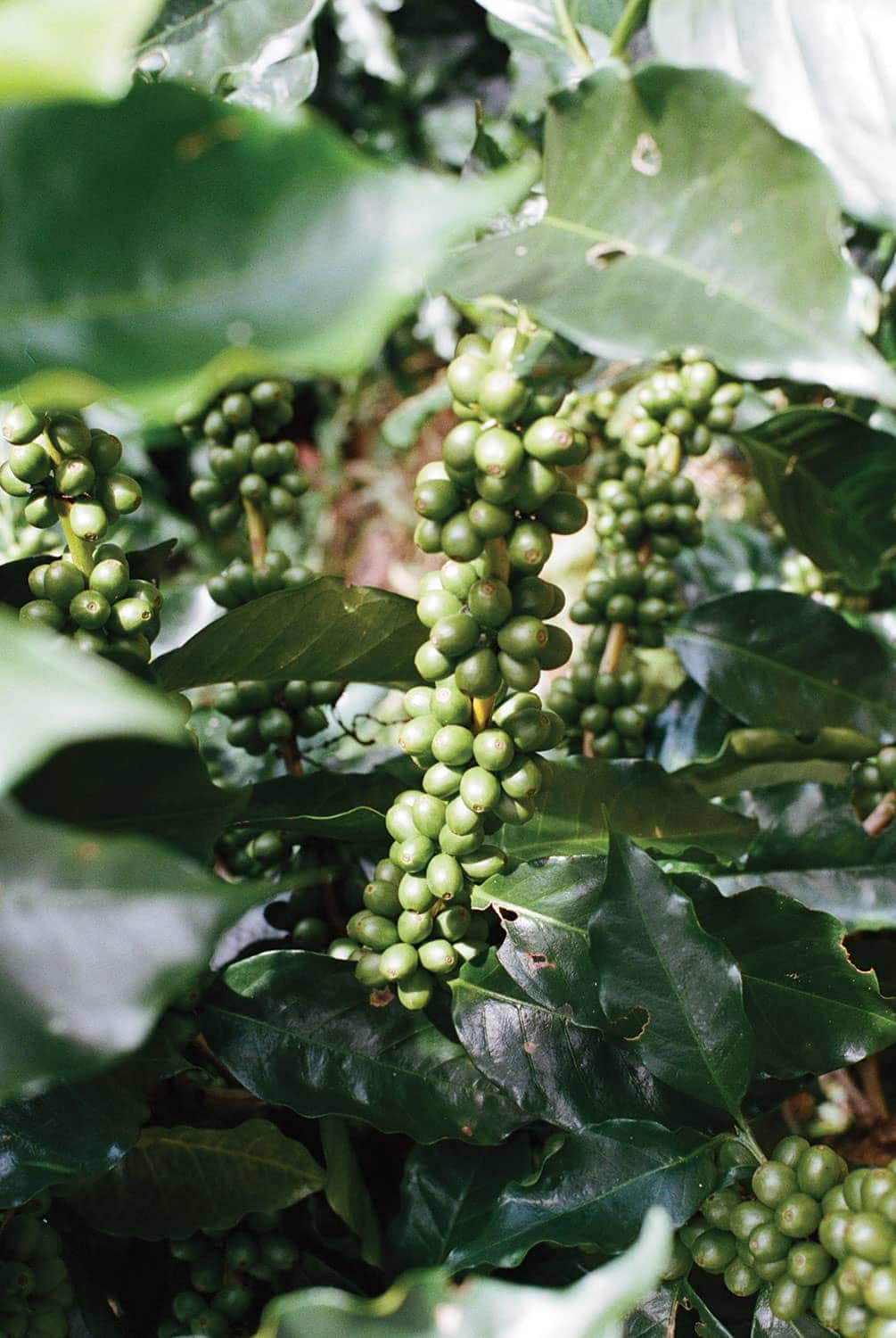 Mexican Coffee Looks to Its Challenges, and Its Opportunities