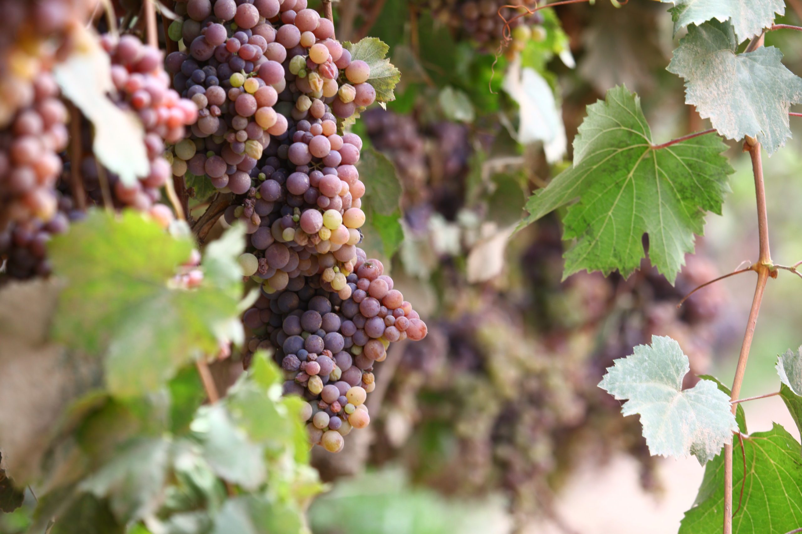 Pisco Grapes_Pisco Porton