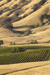Imbiber's Guide to Paso Robles