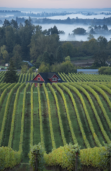 sokol blosser winery