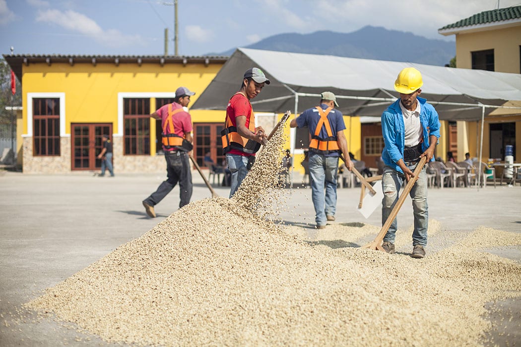 Farmers raking drying coffee on one of the drying patios in the center of the COCAFCAL processing facilities. 