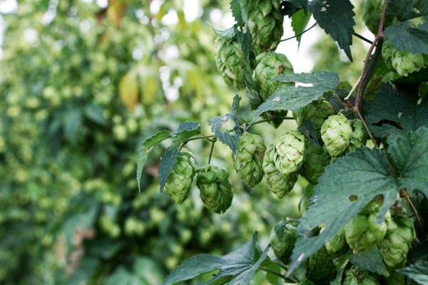 The Magic of Hop Harvest - Imbibe Magazine