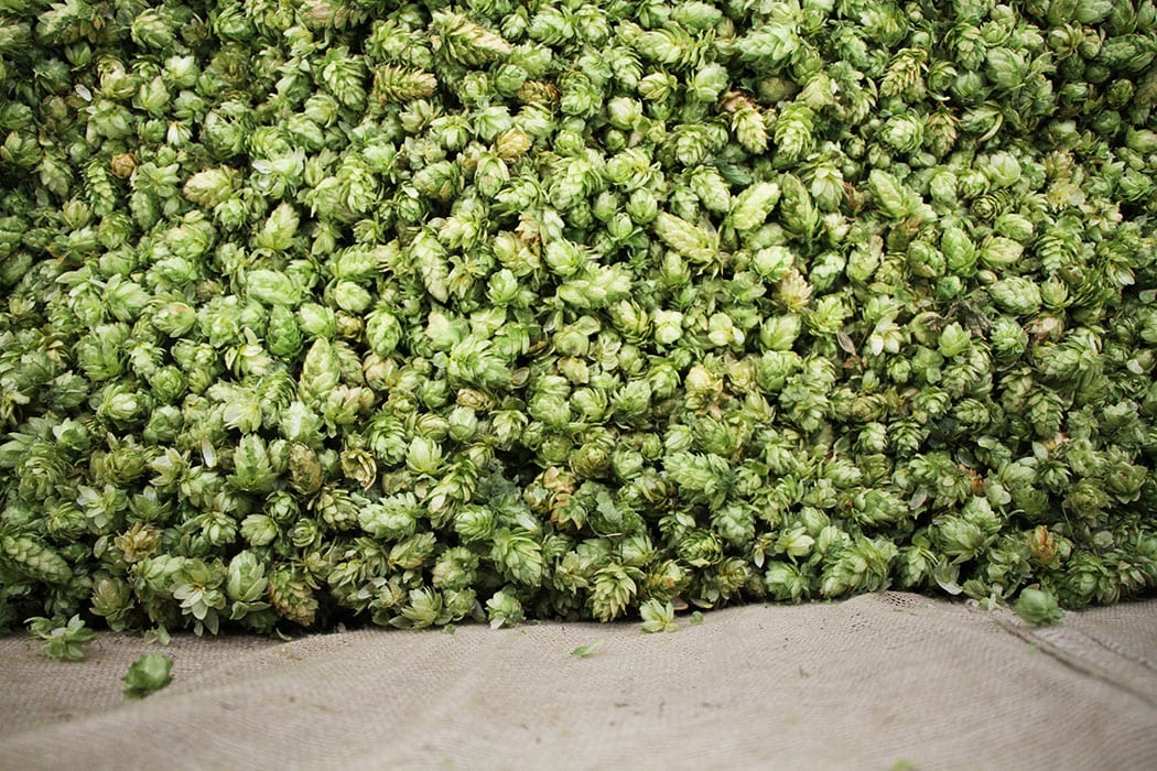 hop harvest