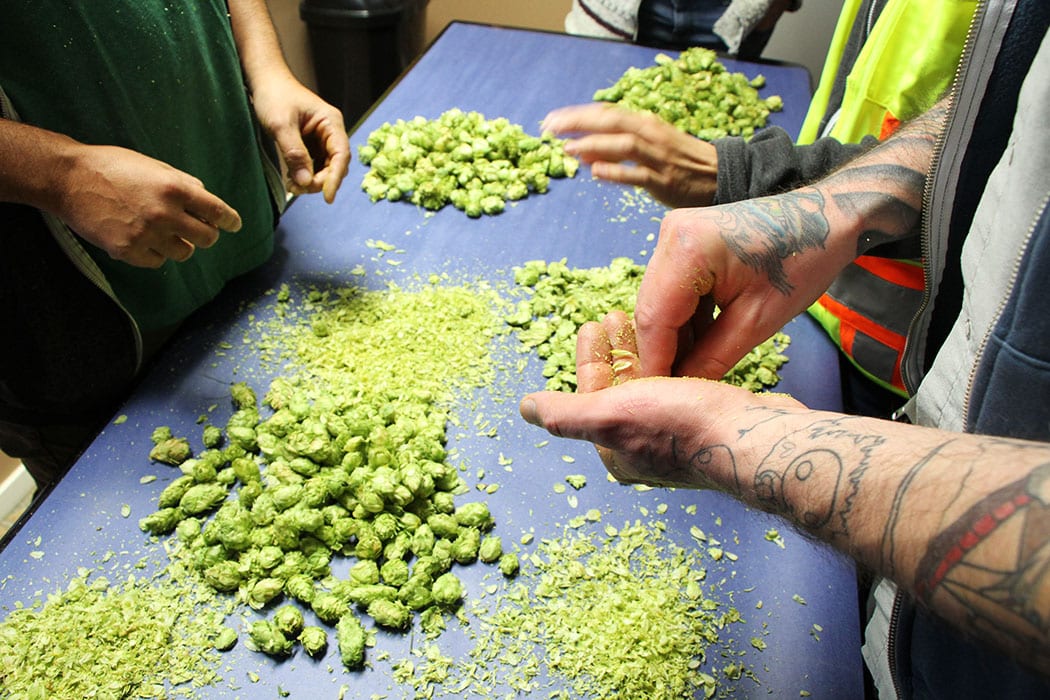 hop harvest