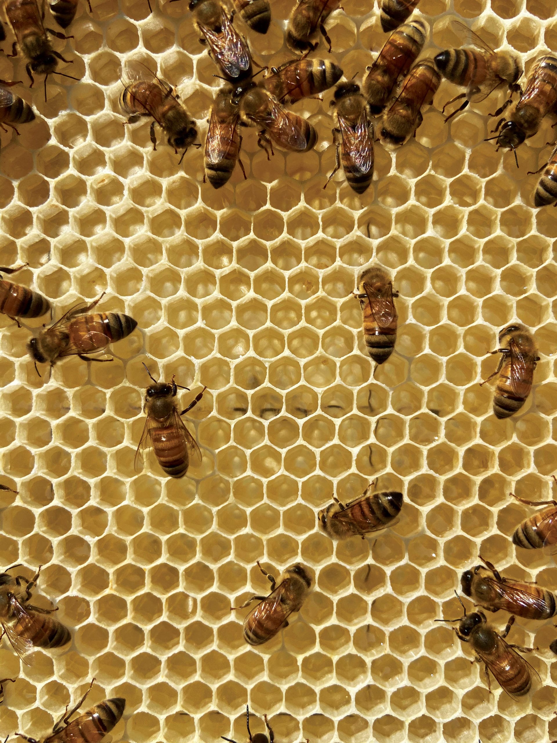 To save honey bees we need to design them new hives