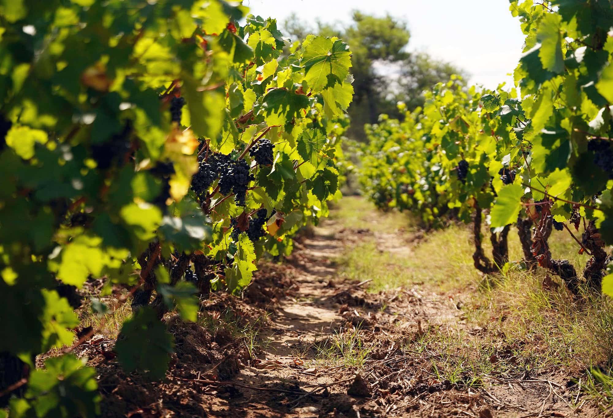 Boutenac vineyards Languedoc wines