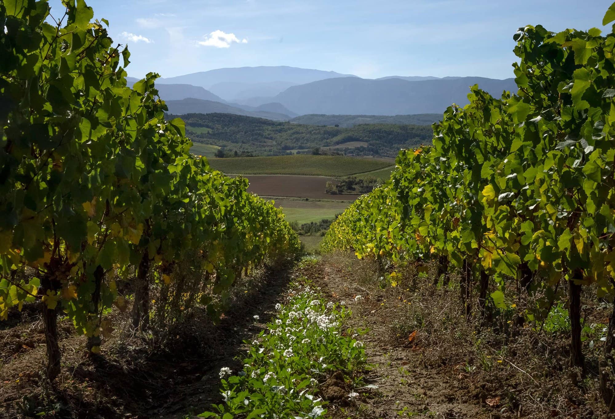 Vineyards of Limoux