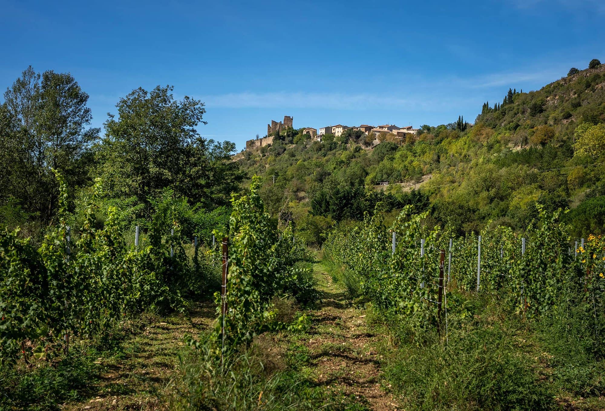 Vineyards of Limoux
