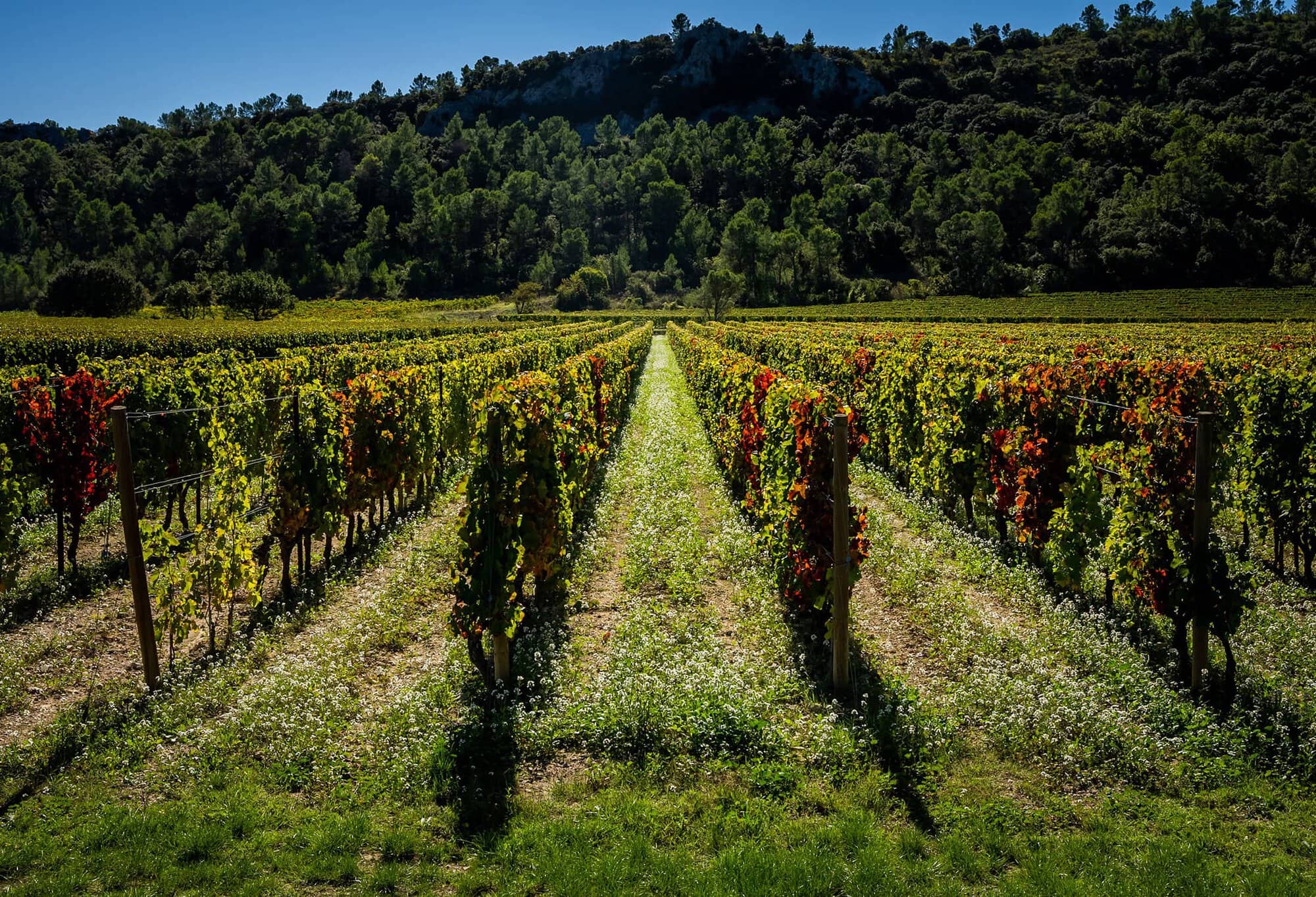 Pic Saint-Loup Languedoc wines