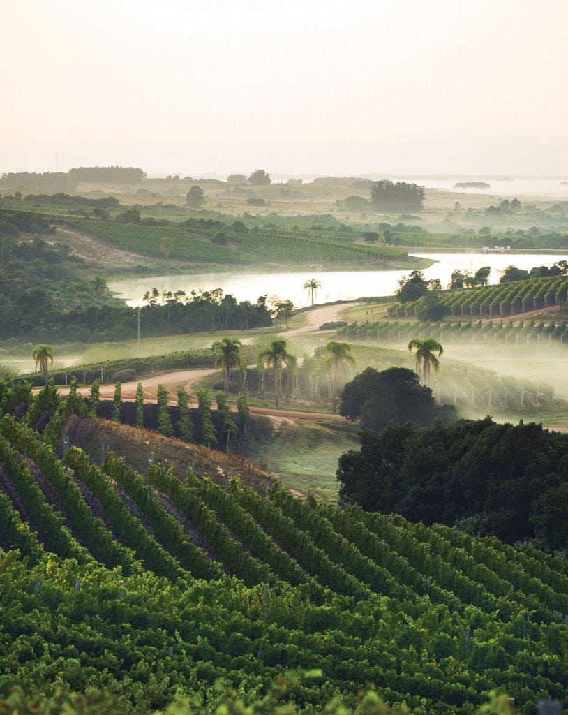 Uruguay Wine
