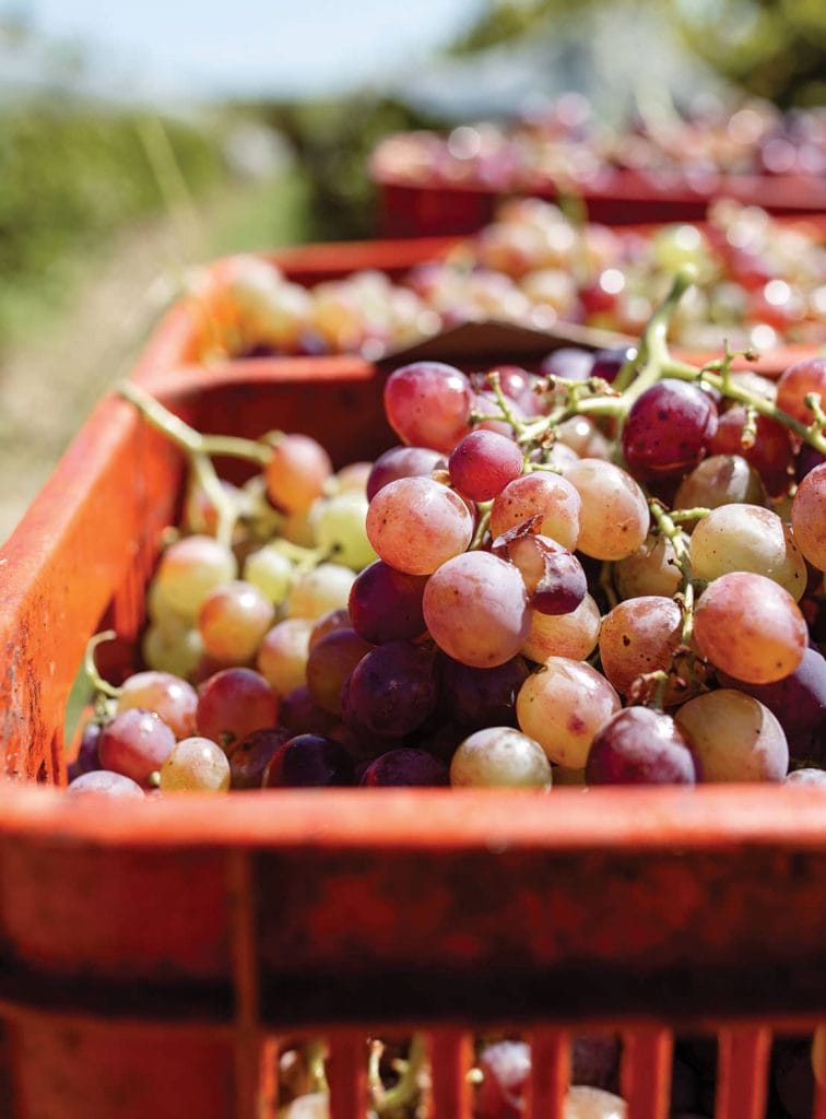 Uruguay wine Bracco Bosca grapes