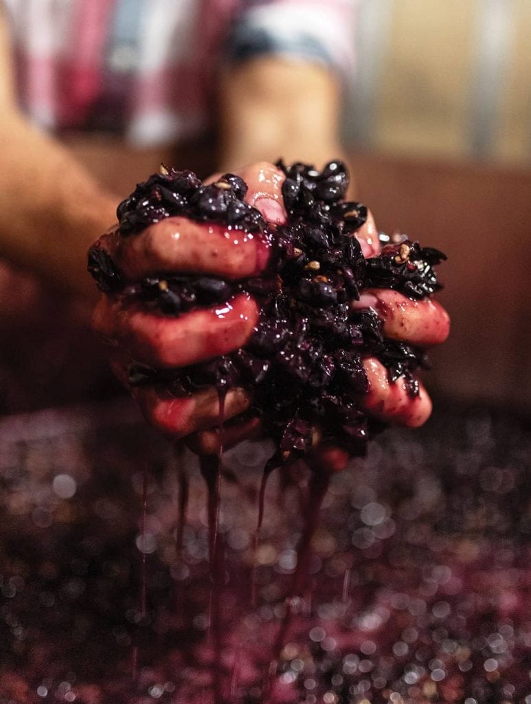 Uruguay wine deicas grapes crushing