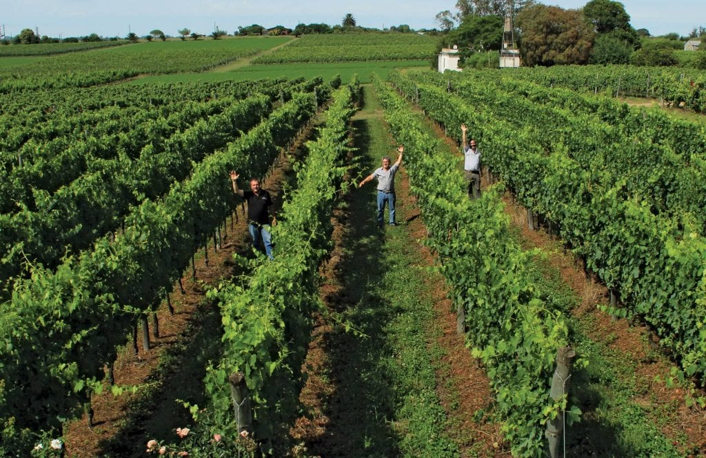 Uruguay wine