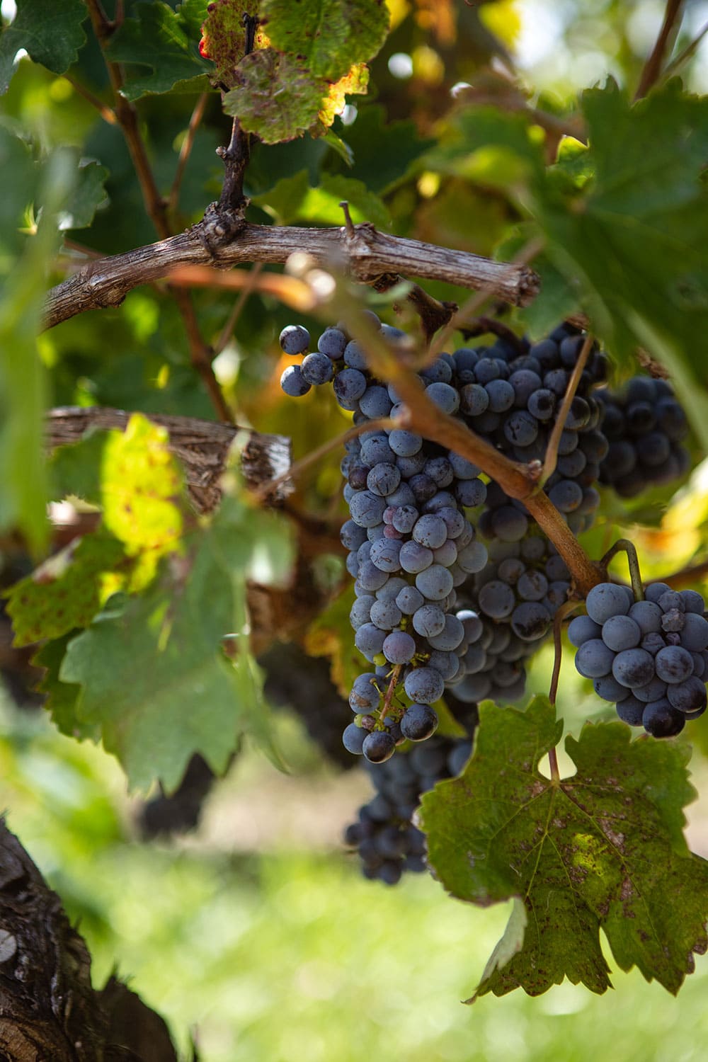 Uruguay wine grapes