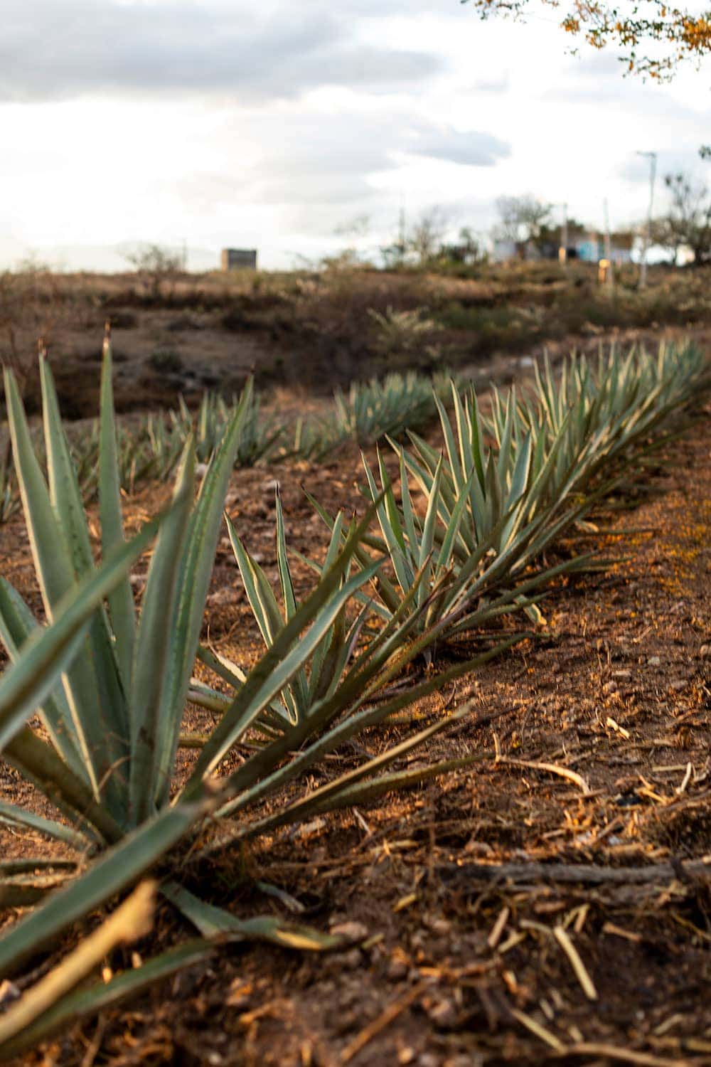 mezcal family Tio Tello