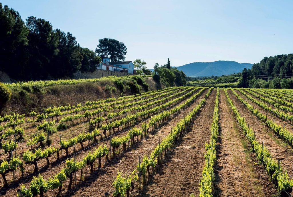 Eudald Massana Noya vineyard Cava