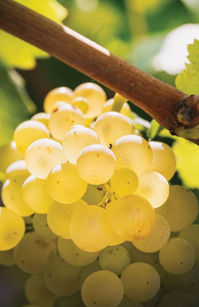 Cava grapes Macabeo