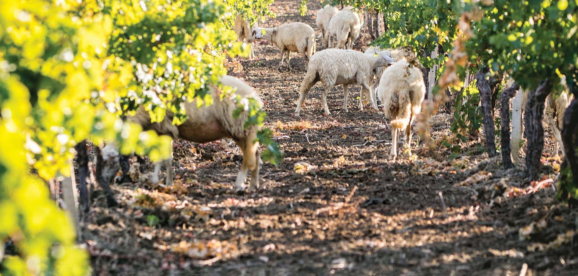 Sicilian Wine Cooperative Aids in Earthquake Recovery - Imbibe Magazine