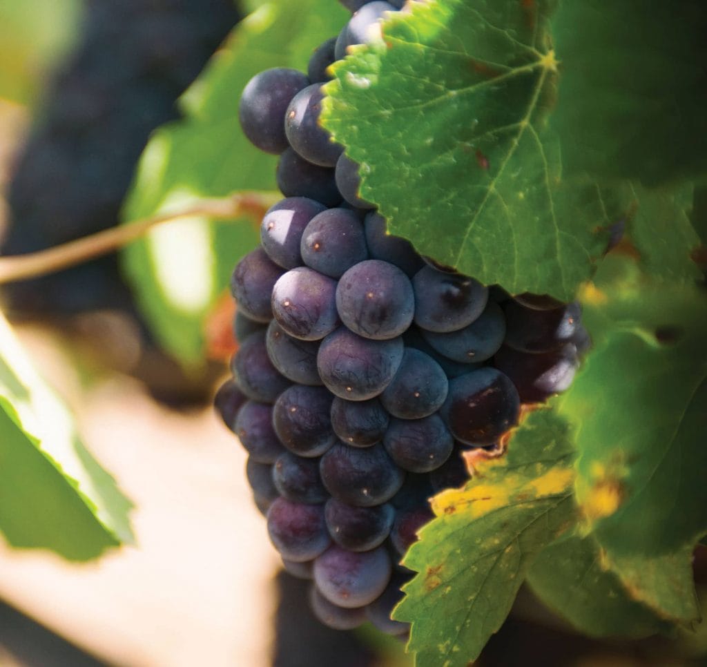 Sicilian wine cooperative