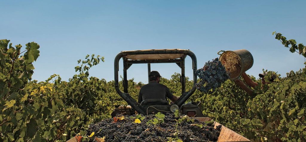Sicilian wine cooperative harvest vineyard