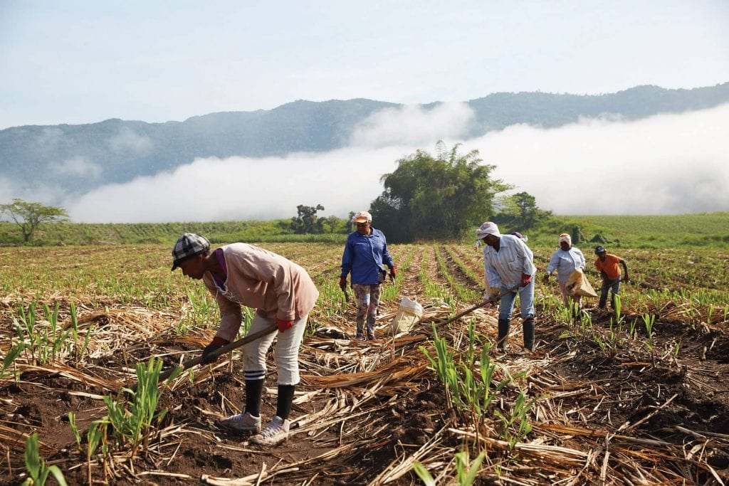 rum's diversity Jamaican sugarcane workers