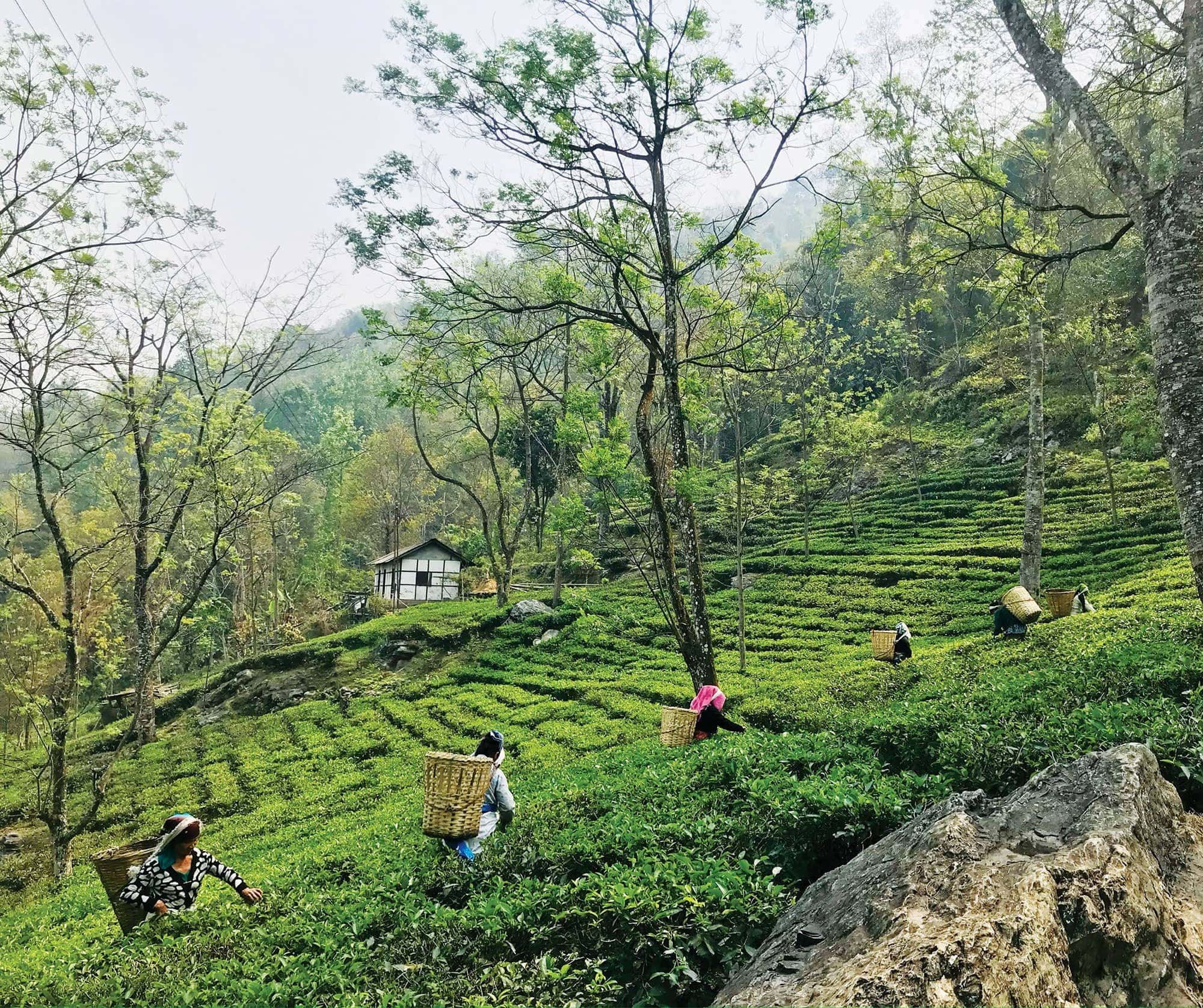 Farmers on the Bermiok Tea Estate