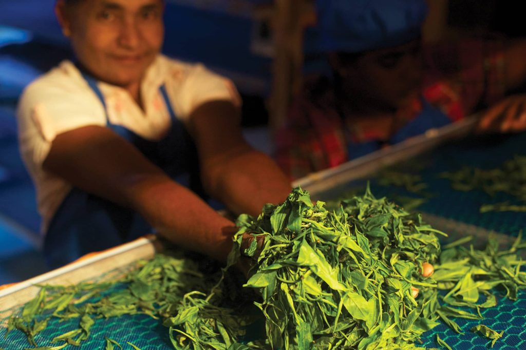 Imbibe 75 Ceylon Artisanal Tea Association