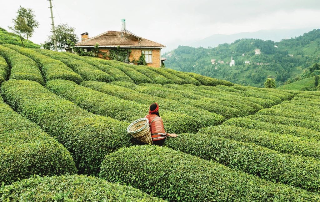Istanbul tea garden