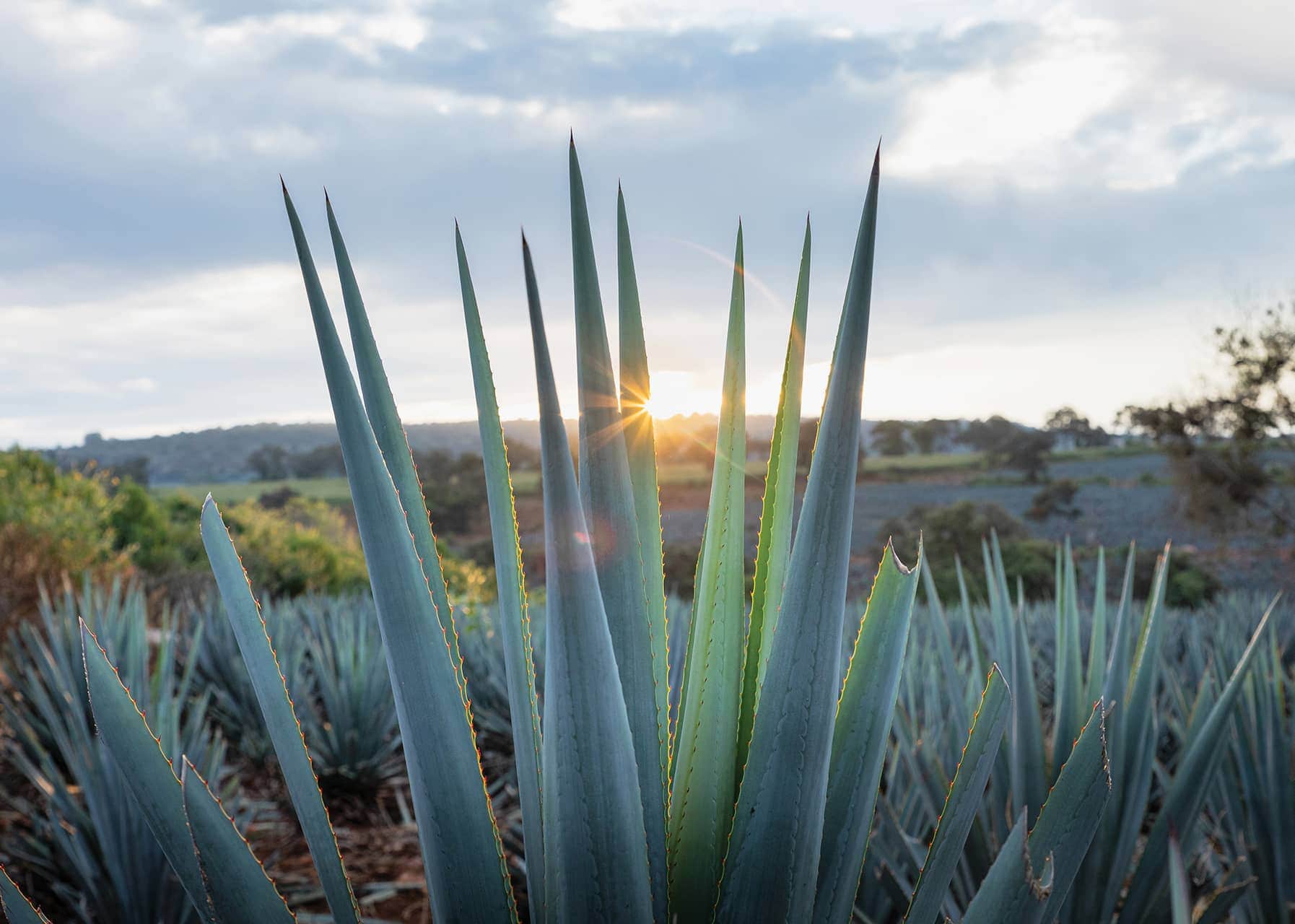 Tequila Ocho agave