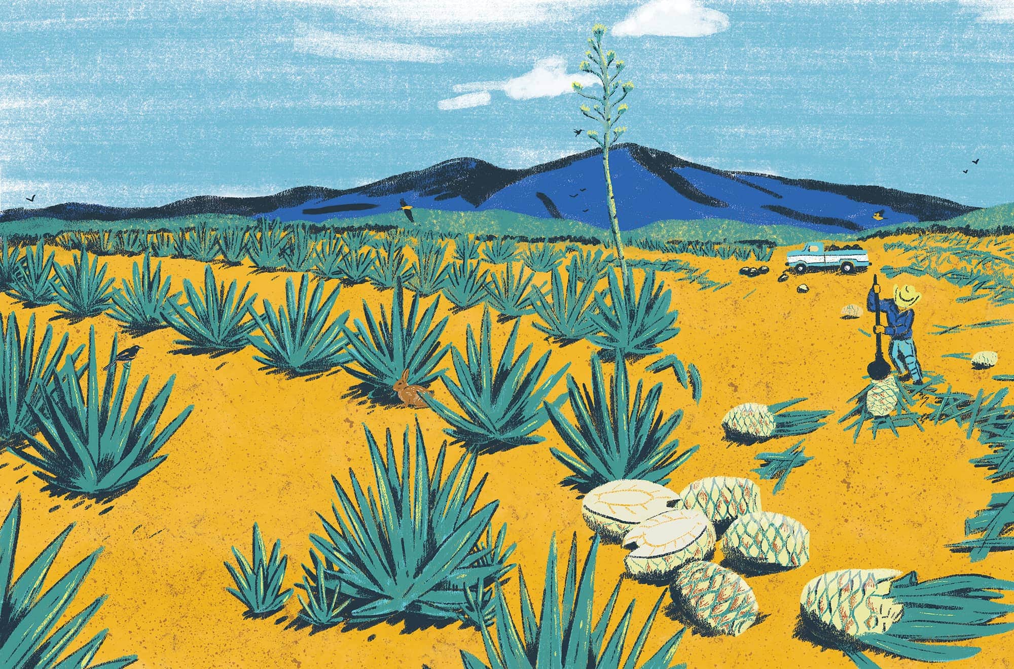 Tequila Agave Field
